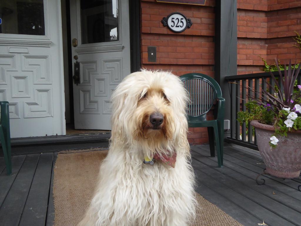 Auberge King Edward Bed&Breakfast Ottawa Exterior foto
